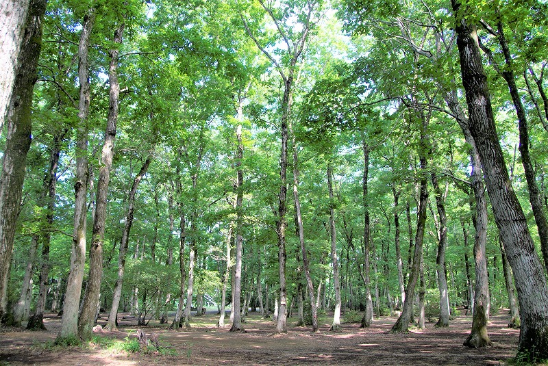 千葉県君津市 都会から離れた癒しの森 ホウリーウッズ久留里キャンプ村