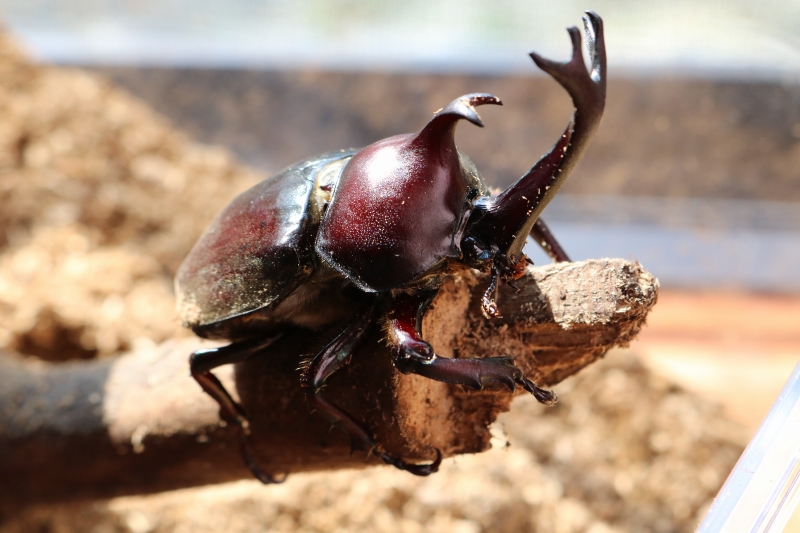 飼育編 キャンプで捕まえたカブトムシ クワガタを育てるコツ 飼育のポイントと飼育法まとめ