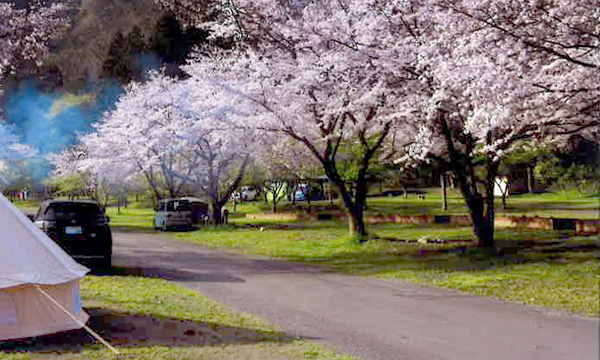 お花見できる関東おすすめキャンプ場5選 1年に1度の桜の時期を見逃すな キャンプ情報メディア Lantern ランタン