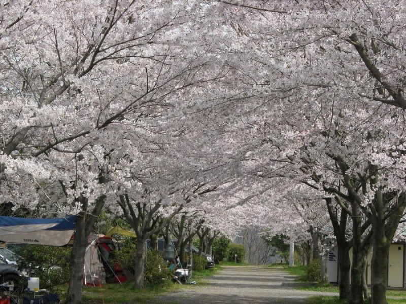 お花見できる関東おすすめキャンプ場5選 1年に1度の桜の時期を見逃すな キャンプ情報メディア Lantern ランタン