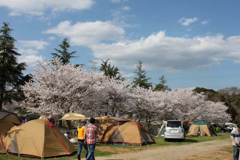 お花見できる関東おすすめキャンプ場5選 1年に1度の桜の時期を見逃すな