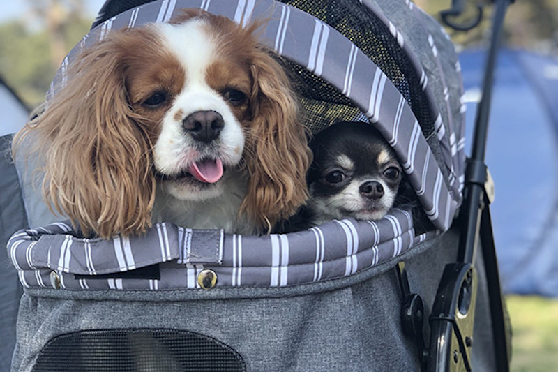 愛犬同伴専用のグランピング「ドッググランピング滋賀高島」