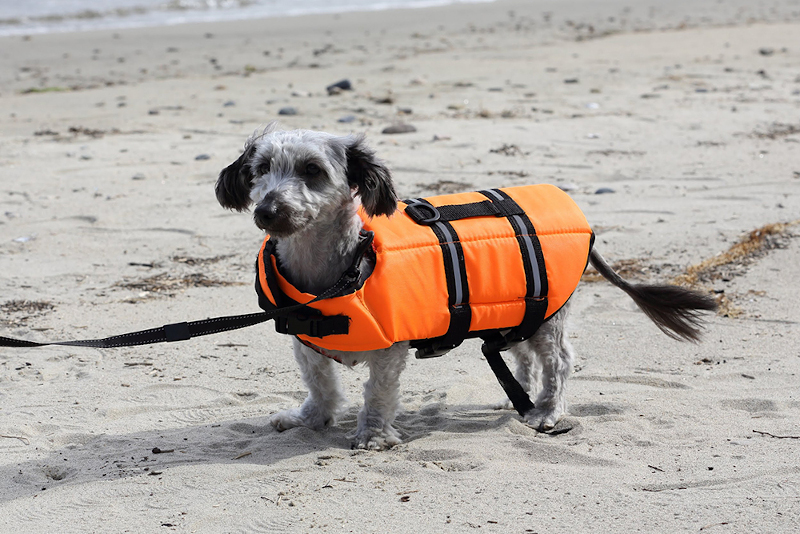 愛犬同伴専用のグランピング「ドッググランピング滋賀高島」